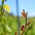 7 Перевірених способів захисту винограду від повернення весняних морозів